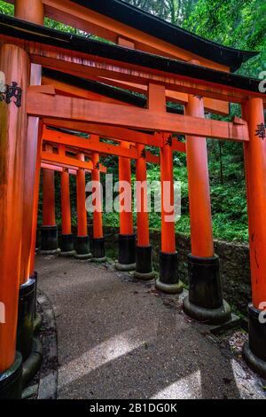 View of Senbon Torii, a scenic pathway in the forest covered by thousands of torii gates at Fushimi Inari shrine, Kyoto, Japan Stock Photo