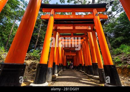 A walking path leads through a tunnel of torii gates at Fushimi Inari ...