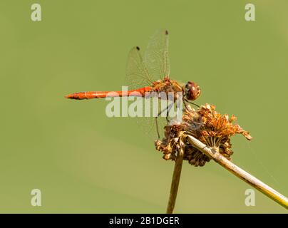 red dragonfly sitting on dry common rush grass reed, wild Stock Photo