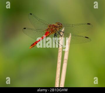 red dragonfly sitting on top of dry vegetation, wild Stock Photo