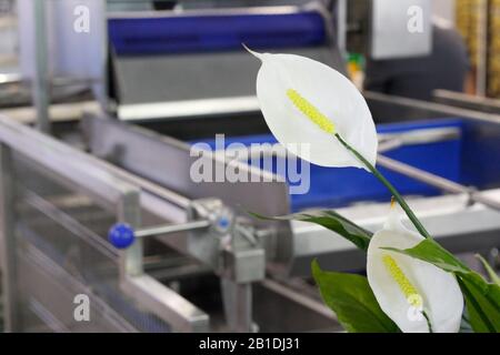 A fragment of a dairy factory. Dairy factory. Tape of delivery of finished packaged products. Conveyor in the dairy industry. Factory production, indu Stock Photo