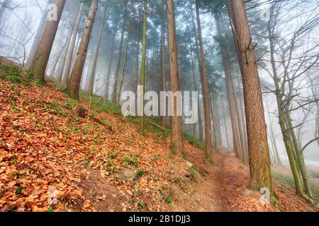 Forest in mist Stock Photo