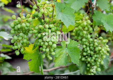 Young green branch of grapes on nature in vineyard. Growing wine for sale. Young grapes on the vine Stock Photo
