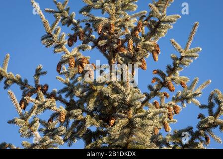 Cones of Colorado Blue Spruce (Picea pungens glauca) are illuminated by the sun Stock Photo