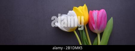 A beautiful bright bouquet of multi-colored tulips in close-up against a dark gray stucco wall Stock Photo