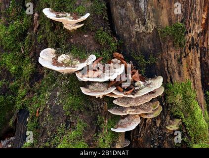 Cracow. Krakow. Poland. Wolski Forrest. Bracket fungus on the stump of the tree. Stock Photo