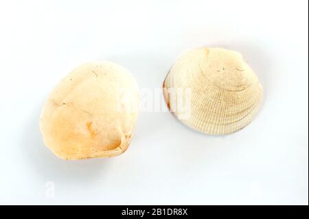 Top view of two white seashells against white. Horizontal photo with copy space. Stock Photo