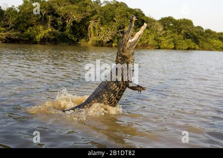 Spectacled Caiman, caiman crocodilus, Adult Jumping in River, Los Lianos in Venezuela Stock Photo