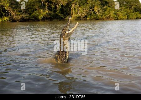 Spectacled Caiman, caiman crocodilus, Adult Jumping in River, Los Lianos in Venezuela Stock Photo