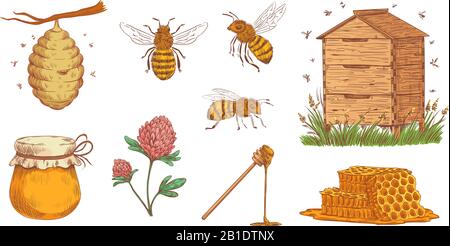 Hand drawn honey bee. Beekeeper engraving, bees honeycomb and vintage beekeeping farm vector illustration set Stock Vector