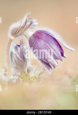 Wild species of Anemone flower at sunrise (Pulsatilla montana) Stock Photo