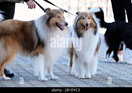 Couple of Scotch Collie at the dog show Stock Photo