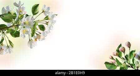 Spring border with apple tree blossom and white space for text. Springtime background, pink-white gentle flowers and buds of blossoming apple tree bra Stock Photo