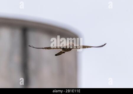 Female common kestrel, Falco tinnunculus, hovering while hunting. Stock Photo