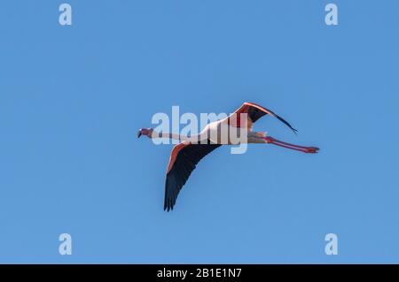 Adult Greater flamingo, Phoenicopterus roseus, in flight, Greece. Stock Photo