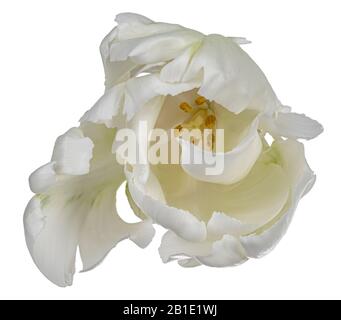 Close up top view of single white ruffled tulip flower, isolated on white background. Stock Photo