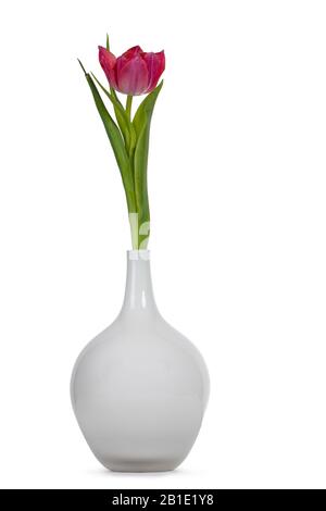 Single pink  tulip in glass vase, isolated on white background. Stock Photo