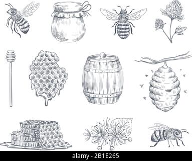 Bee engraving. Honey bees, beekeeping farm and honeyed honeycomb vintage hand drawn vector illustration set Stock Vector