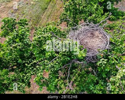 View of empty nest of white-tailed eagle or haliaeetus albicilla on tree Stock Photo