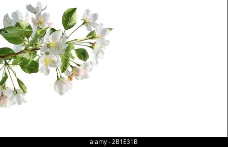 Spring blossoming of apple tree branch on white background isolated. Springtime backdrop, white gentle flowers of blossoming apple tree branch with gr Stock Photo