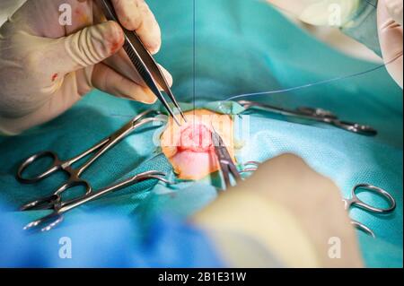 Veterinarian doing surgery. Veterinarian open wound for surgery . Veterinary work at animal hospital . Stock Photo