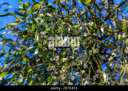 Fruits Viscum album , commonly known as European mistletoe, common mistletoe or simply as mistletoe Stock Photo