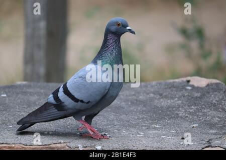 Pigeon on a ground or pavement in a city. Pigeon standing. Dove or pigeon on blurry background. Pigeon concept photo.side shot of rock pigeon Stock Photo