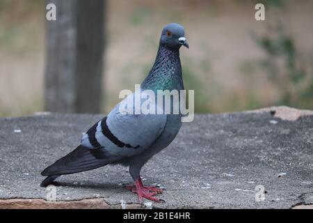 Pigeon on a ground or pavement in a city. Pigeon standing. Dove or pigeon on blurry background. Pigeon concept photo. close up of Domestic pigeon or d Stock Photo