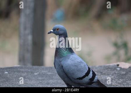 Rock Pigeon standing on the ground. close up and side shot of a pigeon bird Stock Photo