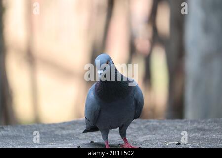 The domestic pigeon (Columba livia domestica) is a pigeon subspecies that was derived from the rock dove (also called the rock pigeon). The rock pigeo Stock Photo