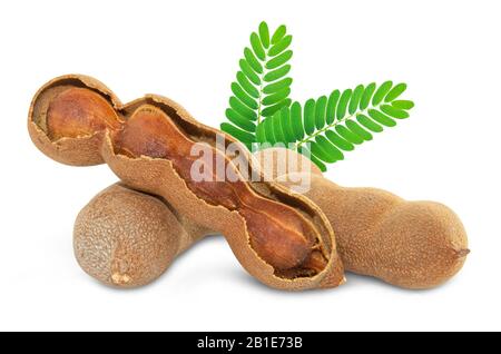 Giant Tamarind Stock Photos and Pictures - 467 Images | Shutterstock