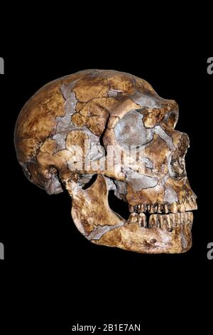 Homo neanderthalensis Stock Photo