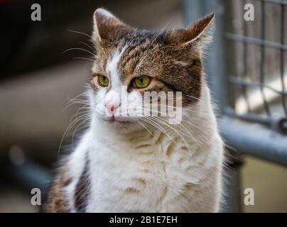 London, UK. 25th Feb, 2020. Larry the Downing Street cat surveys the scene as ministers arrive for the weekly Cabinet meeting. Credit: Tommy London/Alamy Live News Stock Photo