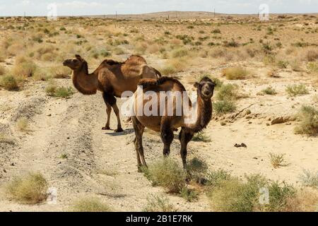 two bactrian camels near the road, camels in the steppes of kazakhstan, Aral Stock Photo