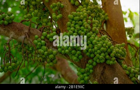 Cluster fig (Ficus racemosa) in tropical forest. Bottom view of green tree in tropical forest. Closeup raw and ripe cluster fig on branches of tree. Stock Photo