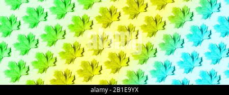 Creative layout of colorful autumn leaves. Banner with maple leaves pattern on neon background. Top view. Flat lay. Season concept Stock Photo