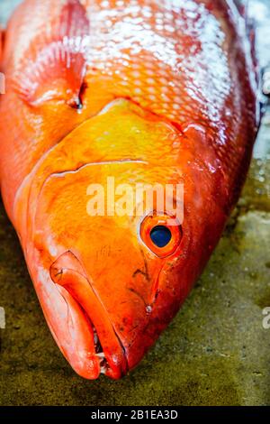 Inside Victoria Fish Market on the Mahe island, Seychelles. Stock Photo