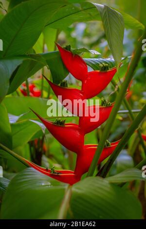 Vibrant Lobster Claw Heliconia Tropical Flower in Lush Foliage in Hawaii Stock Photo