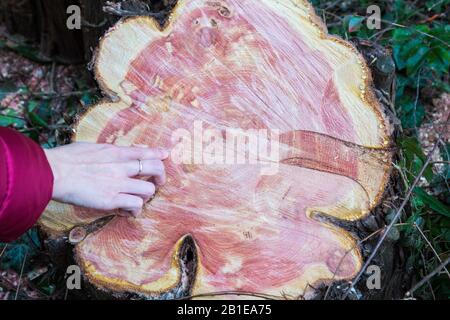 Cross section of Chinese juniper Juniperus chinensis tree with hand finger pointing at annual age rings Stock Photo