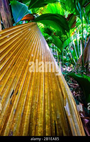 Latannyen lat (Verschaffeltia splendida) or Stilt Palm in Vallée de Mai Nature Reserve, Praslin Island, Seychelles. UNESCO World Heritage. Stock Photo