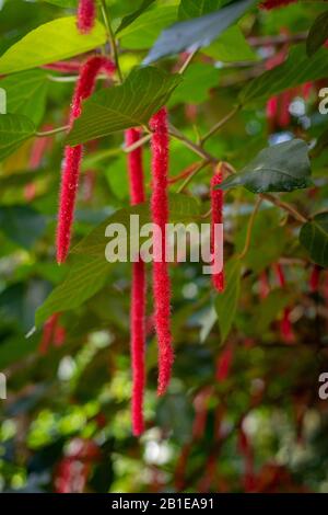 Chenille Plant Red Hot Cats Tail in Lush Tropical Rainforest Stock Photo