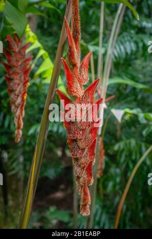Fuzzy Heliconia in Tropical Rainforest on Oahu Hawaii Stock Photo