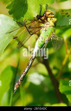 emperor dragonfly (Anax imperator), female eating a four-spotted chaser, Netherlands, Noord-Brabant Stock Photo