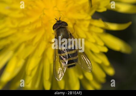 Currant Hover Fly, Common Banded Hoverfly (Syrphus ribesii), on composite, Netherlands Stock Photo
