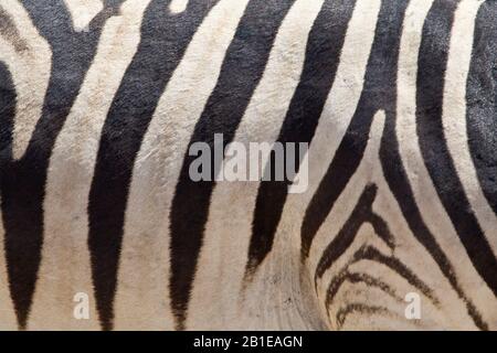 Burchell's zebra, zebra, Common zebra, plain zebra (Equus quagga burchelli, Equus burchelli), zebra fur, section, Namibia, Etosha National Park Stock Photo