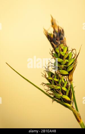 Buxbaum's sedge, brown bog sedge, club sedge (Carex buxbaumii), inflorescence, Netherlands, Frisia Stock Photo