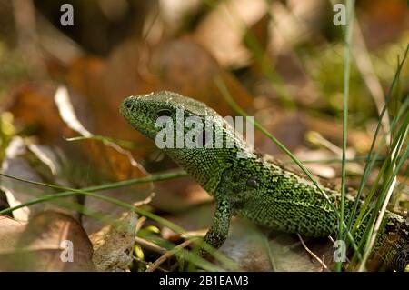 sand lizard (Lacerta agilis), male, Netherlands, Gelderland Stock Photo