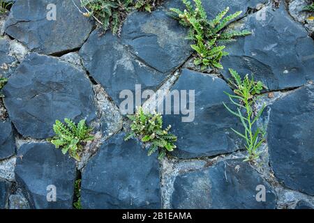 Common spleenwort, Rustyback (Asplenium ceterach, Ceterach officinarum), io a wall, Netherlands, Northern Netherlands Stock Photo