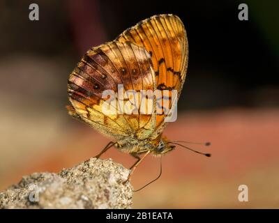 marbled fritillary (Brenthis daphne), lateral view, Hungary Stock Photo