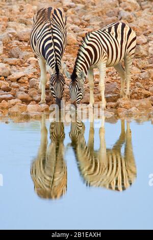 Burchell's zebra, zebra, Common zebra, plain zebra (Equus quagga burchelli, Equus burchelli), two drinking zebras at a waterhole, Namibia, Etosha National Park Stock Photo